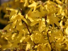 Forsythia Gold Rush