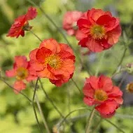 Geum Tempest Scarlet