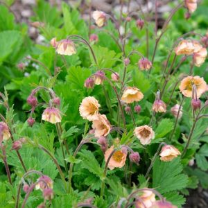 Geum Two Tone Pearl