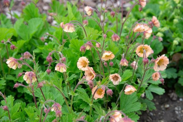 Geum Two Tone Pearl