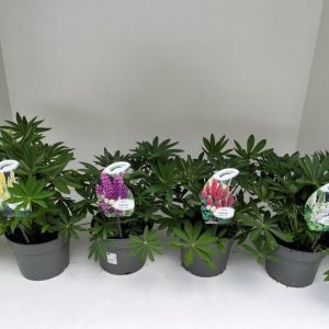 Lupinus  West Country  mix / 3 Ltr pot
