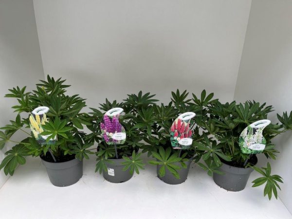 Lupinus  West Country  mix / 3 Ltr pot