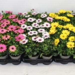 Osteospermum  Margarita  mix / P17