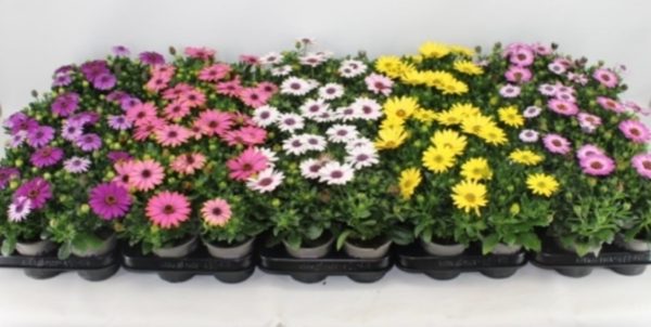 Osteospermum  Margarita  mix / P17