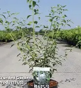 PHILADELPHUS FROSTY MORN