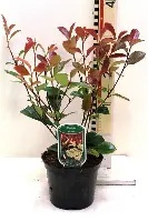 Photinia fraseri  Red Robin