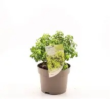 Pittosporum Gold Star