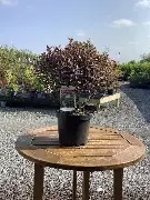 Pittosporum Thom Tumb