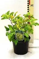 PHYSOCARPUS DARTS GOLD