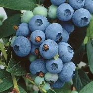 VACCINIUM (Blue Berry)