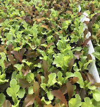 Vegetables 10pk Selection