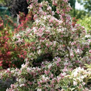 WeigelaPurpurea Nana