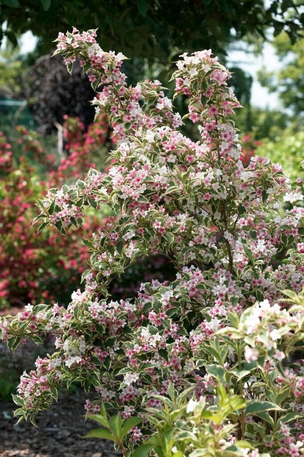 WeigelaPurpurea Nana