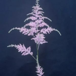 Astilbe   Bressingham Beauty