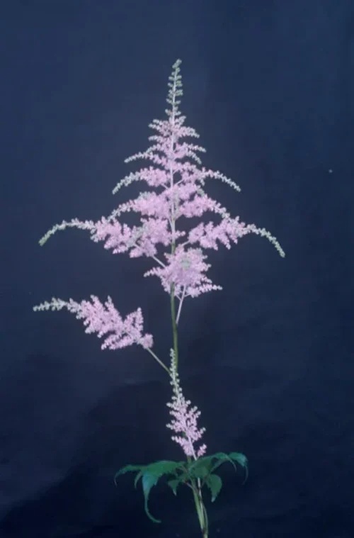Astilbe   Bressingham Beauty