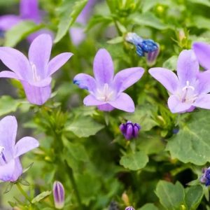Campanula muralis  Kris