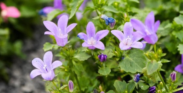Campanula muralis  Kris