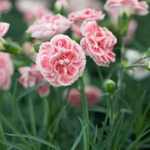 Dianthus  Colores Coral