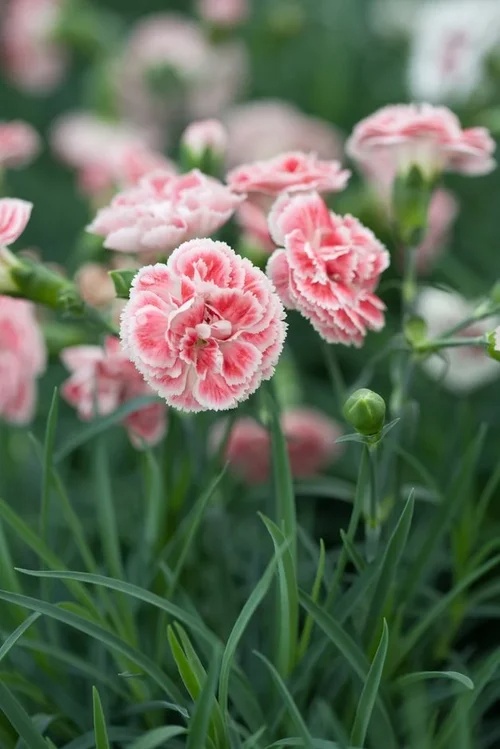 Dianthus  Colores Coral