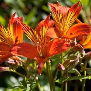 Alstroemeria  Indian Summer