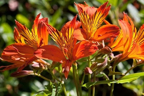 Alstroemeria  Indian Summer