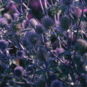 Eryngium planum