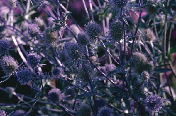Eryngium planum
