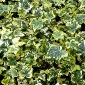 Hedera helix  Goldchild