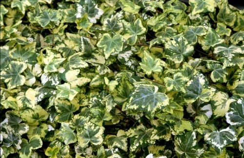 Hedera helix  Goldchild