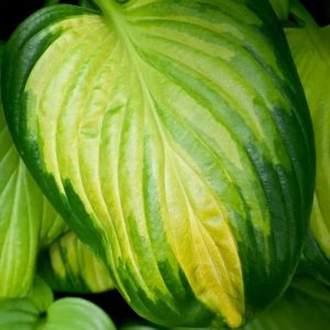 Hosta  Stained Glass