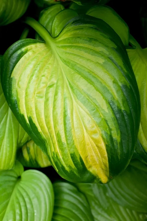 Hosta  Stained Glass