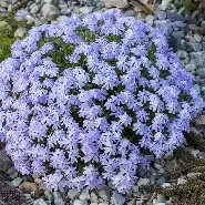 Phlox  Emerald Cushion