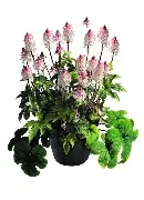 Tiarella  Pink Torch