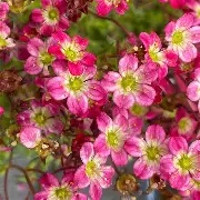 Saxifraga  Pixie Rose