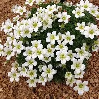 Saxifraga  Pixie White