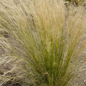Stipa arundinacea