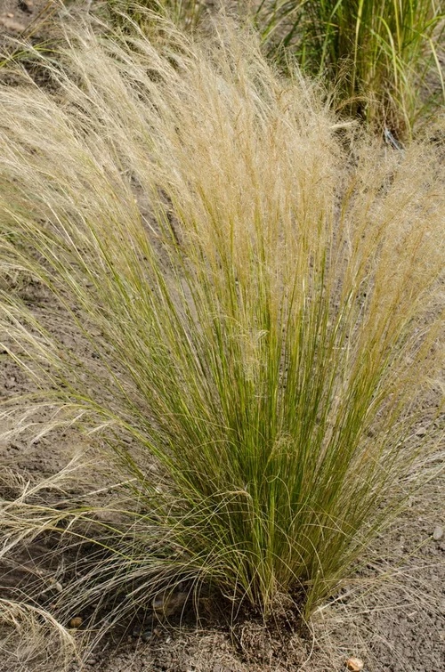 Stipa arundinacea