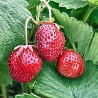 Strawberry  Loran