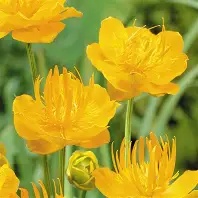 Trollius  Golden Queen