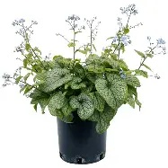 Brunnera m. Alexander s Great