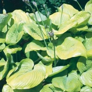 Hosta  Sum and Substance