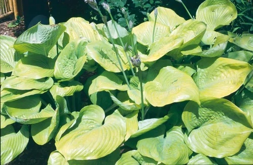 Hosta20sun20and20substance.jpg Hosta Sum and Substance