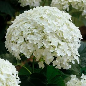 Hydrangea a.  Annabelle