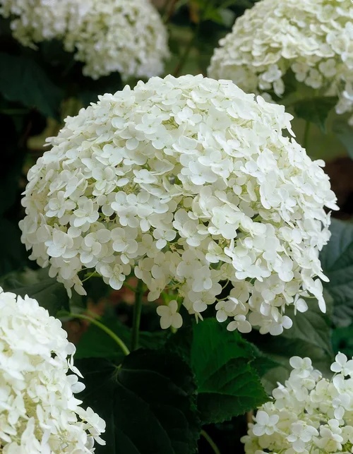 Hydrangea20Annabelle.jpg Hydrangea a. Annabelle