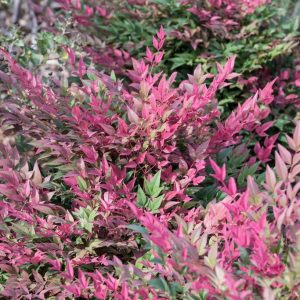 Nandina dom.  Obsessed