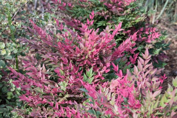 Nandina.jpg Nandina dom. Obsessed