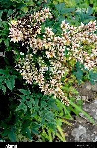 Nandina domestica  Richmond