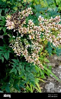 Nandina domestica  Richmond