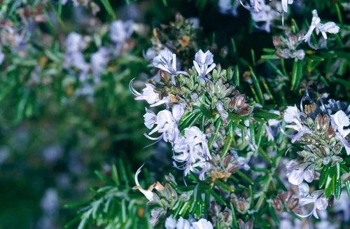 Rosemary.jpg Rosmarinus off. Prostratus