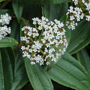 Viburnum davidii